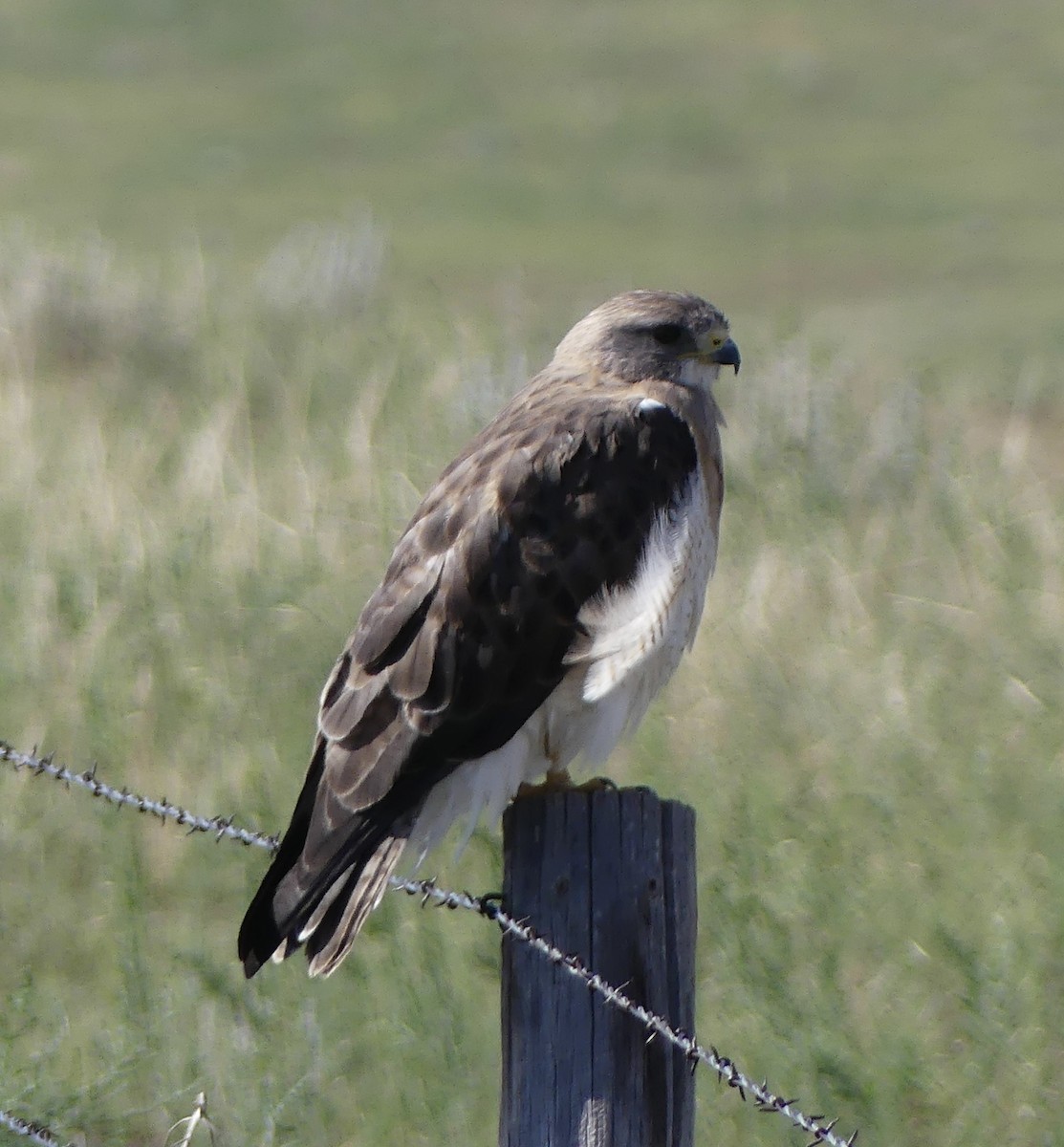 Swainson's Hawk - ML638974690
