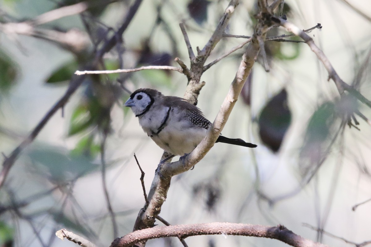Double-barred Finch - ML638974691