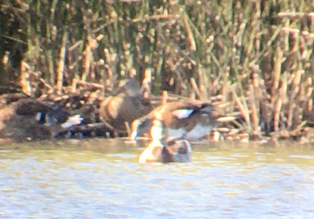American Wigeon - ML638974692