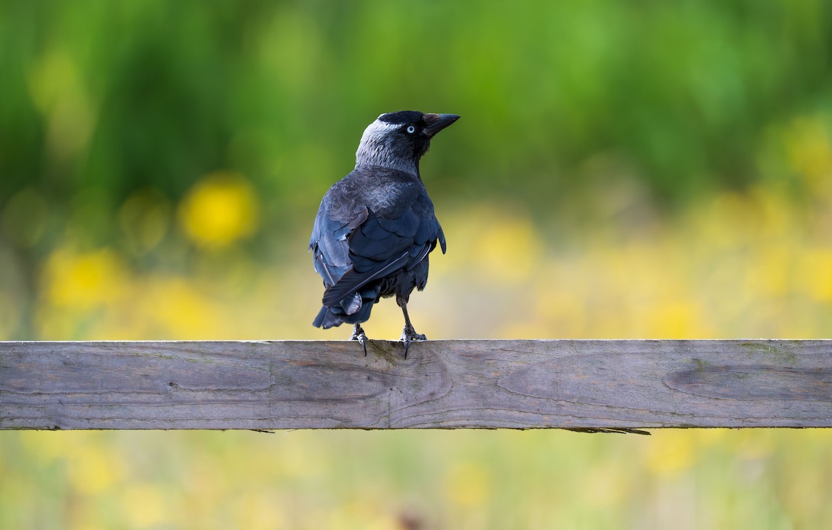 Eurasian Jackdaw - ML638974695