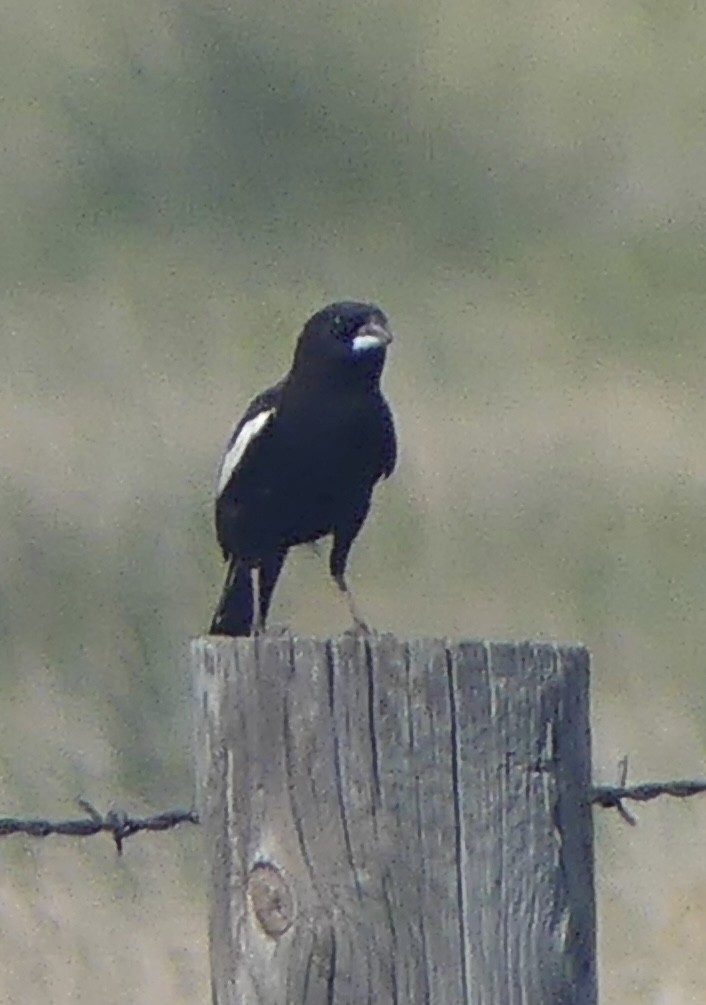 Lark Bunting - ML638974697