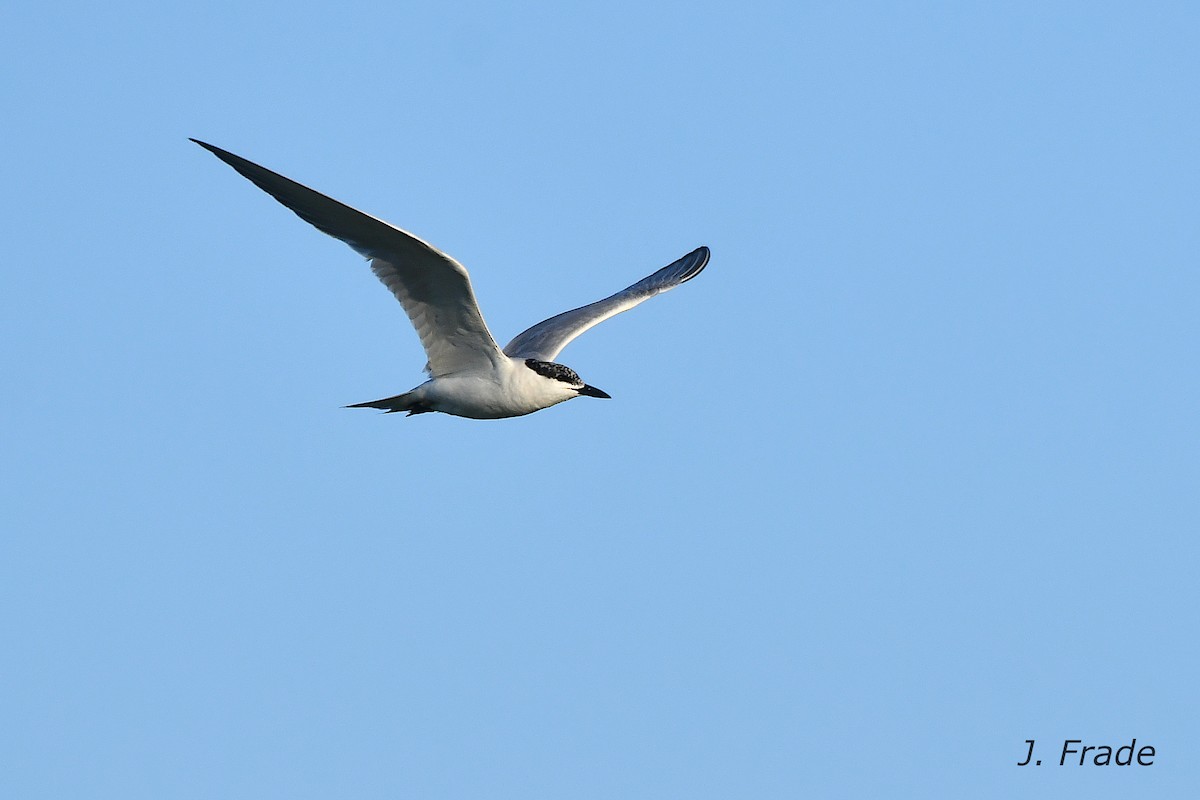 Gull-billed Tern - ML638974699