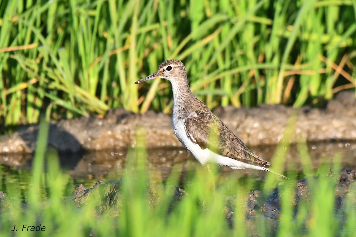 Common Sandpiper - ML638974701