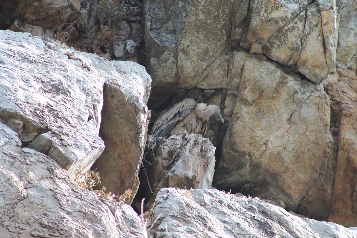 Eurasian Griffon - ML638974702