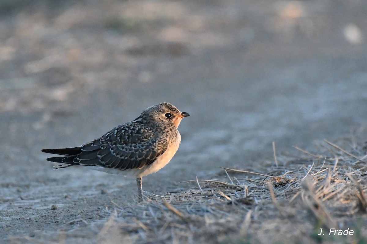 Collared Pratincole - ML638974703