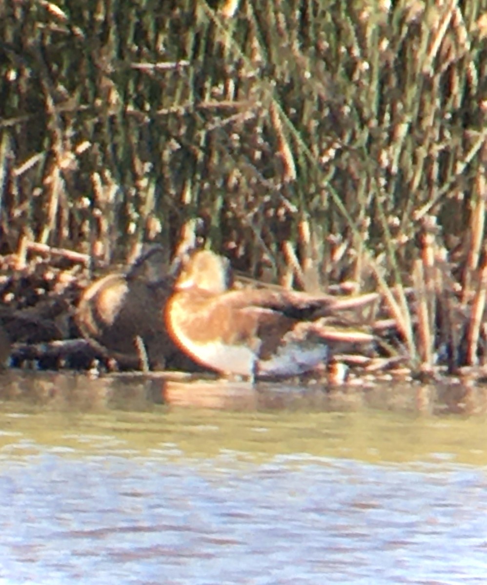 American Wigeon - ML638974704