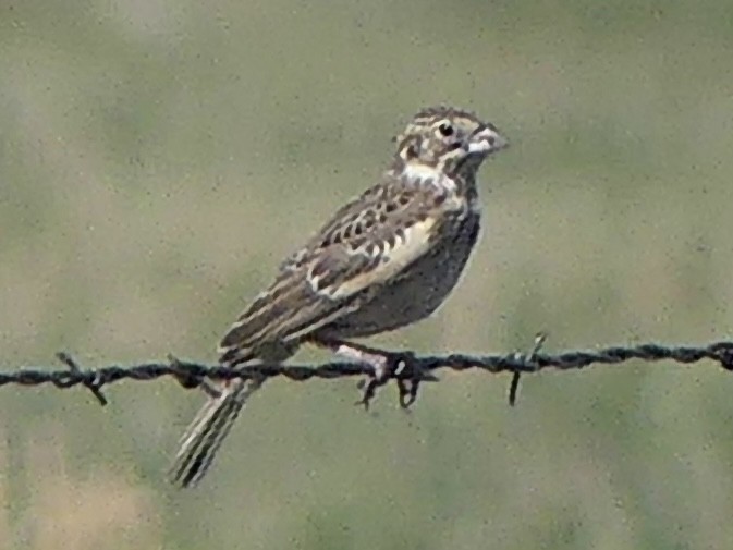 Lark Bunting - ML638974705