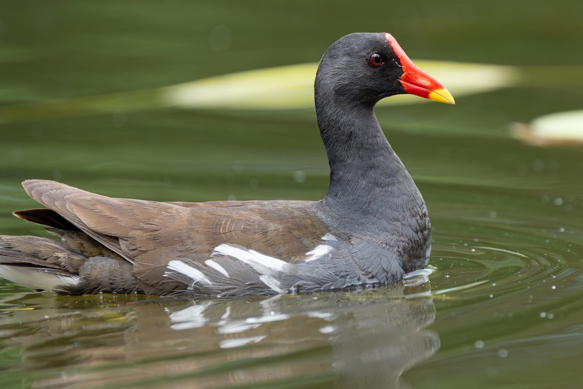 Gallinella d'acqua - ML638974707