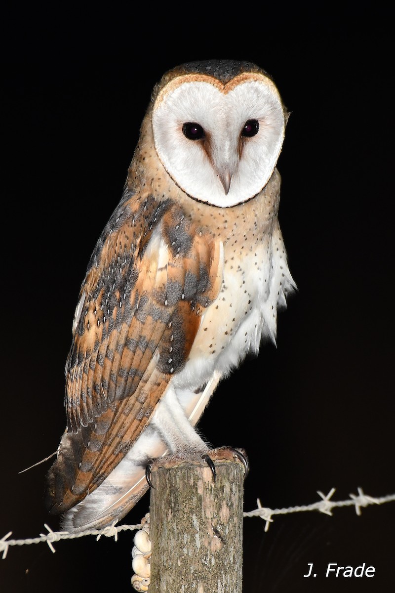 Western Barn Owl - ML638974708