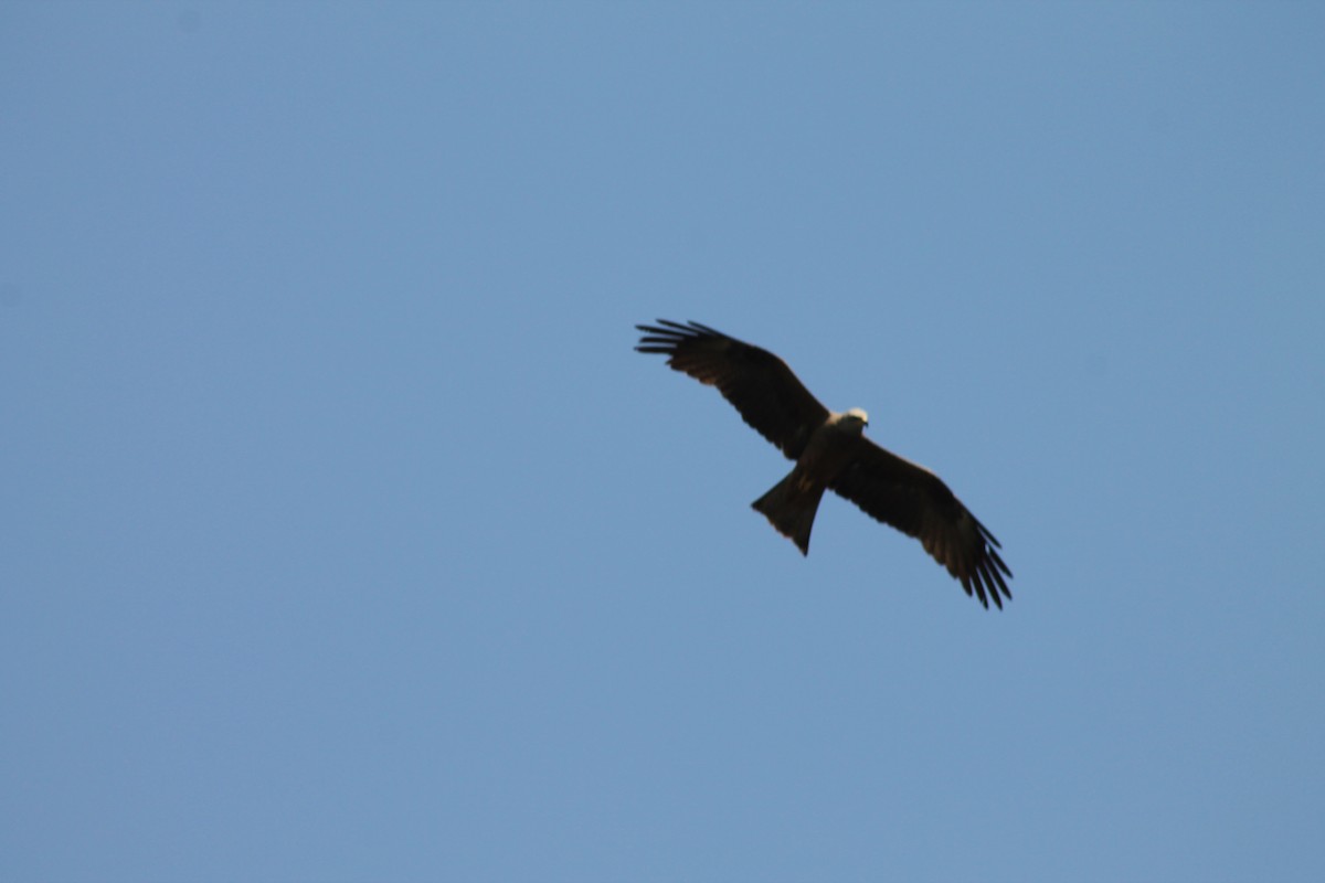 Red/Black Kite - ML638974709