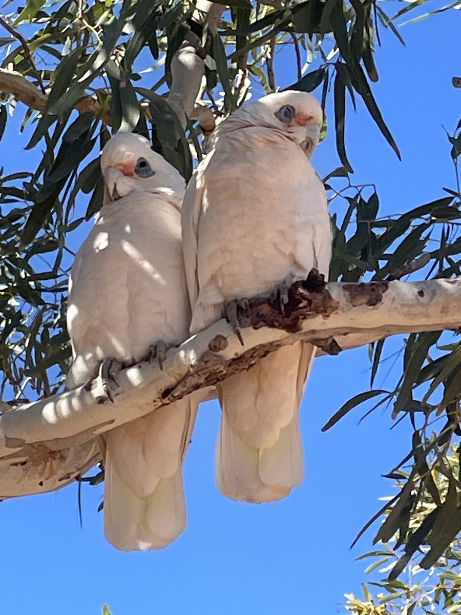 Little Corella - ML638974710