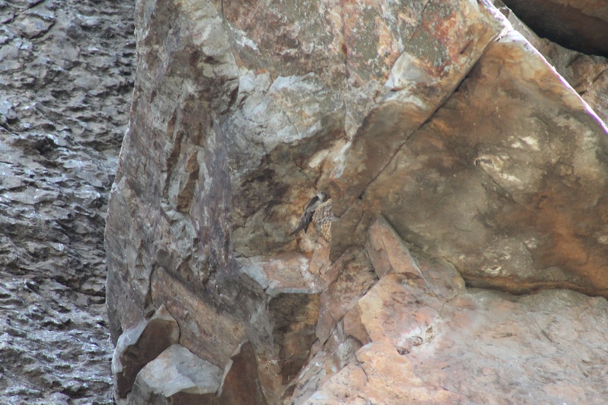Eurasian Crag-Martin - ML638974711