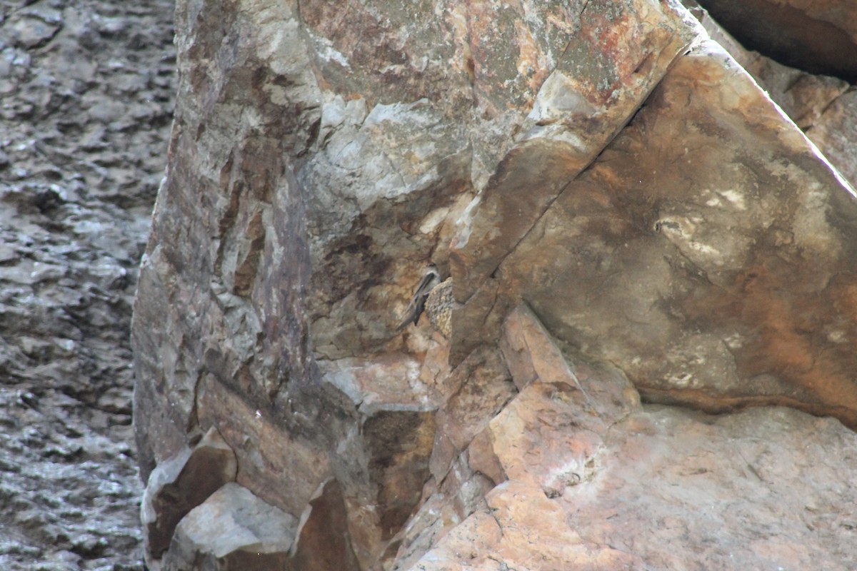 Eurasian Crag-Martin - ML638974712