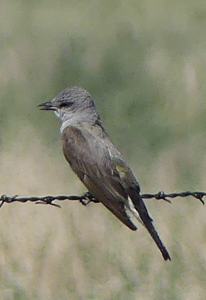 Western Kingbird - ML638974713
