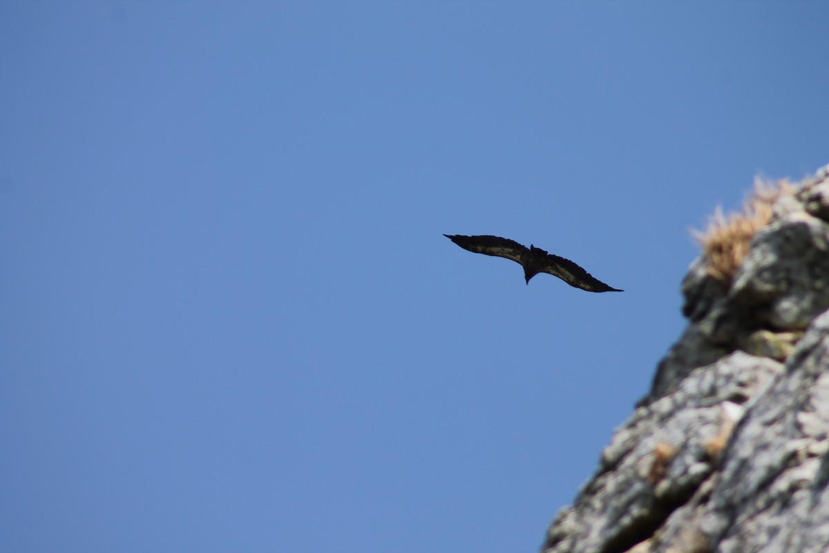 Egyptian Vulture - ML638974718