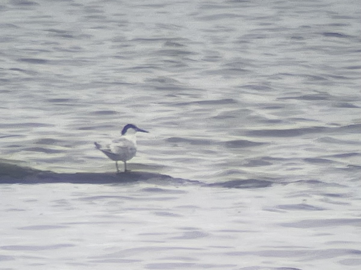 Sandwich Tern - ML638974723