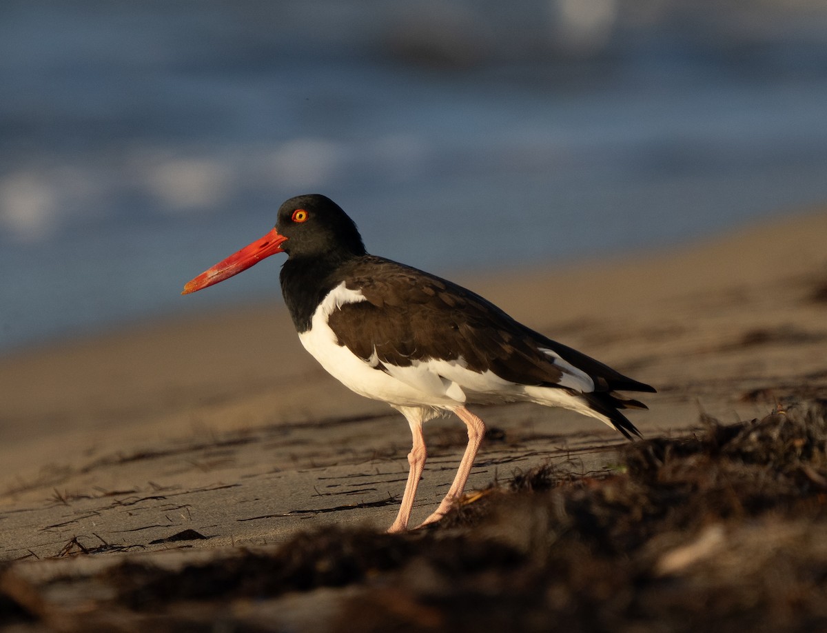 American Oystercatcher - ML638974724