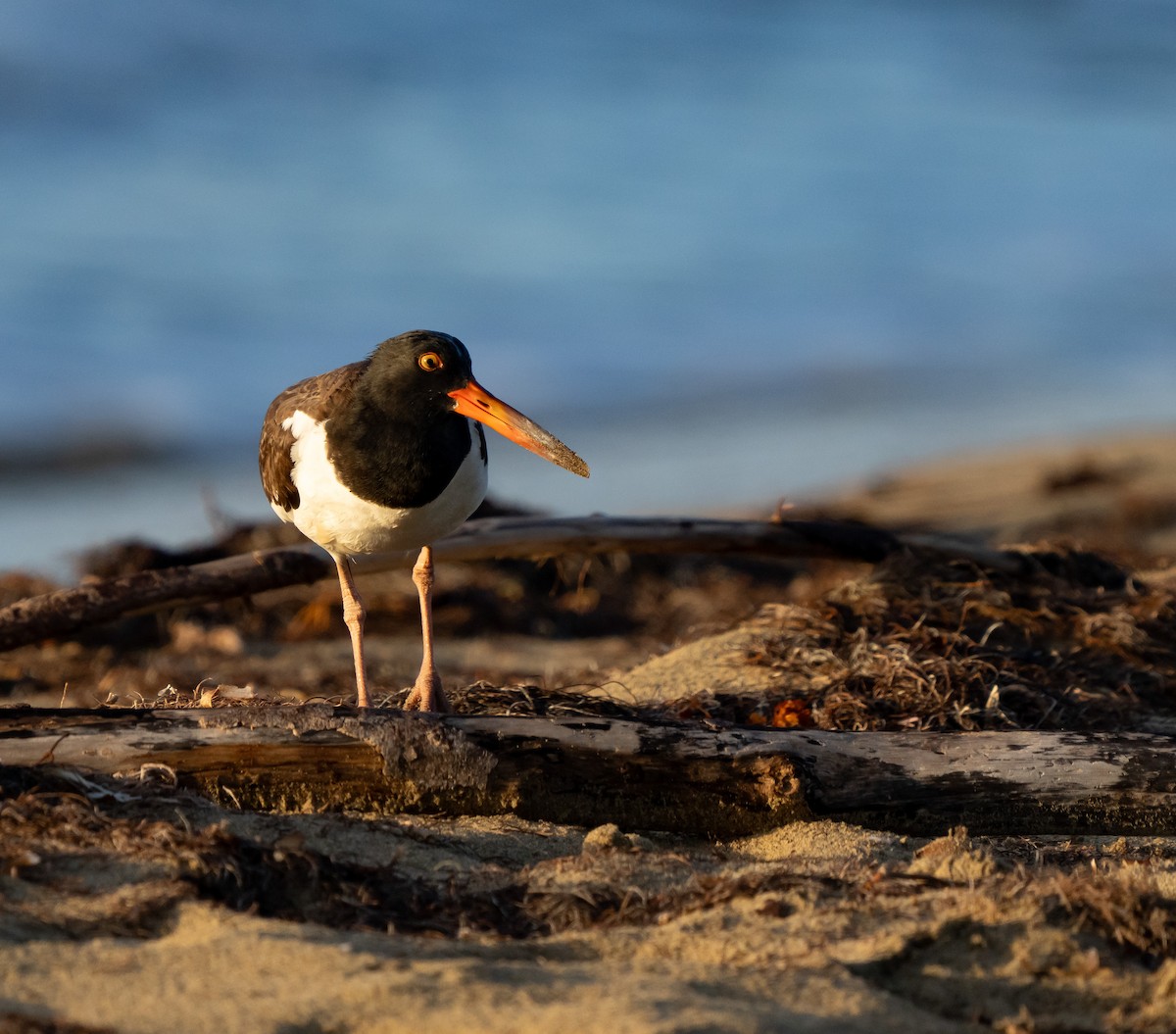 American Oystercatcher - ML638974725