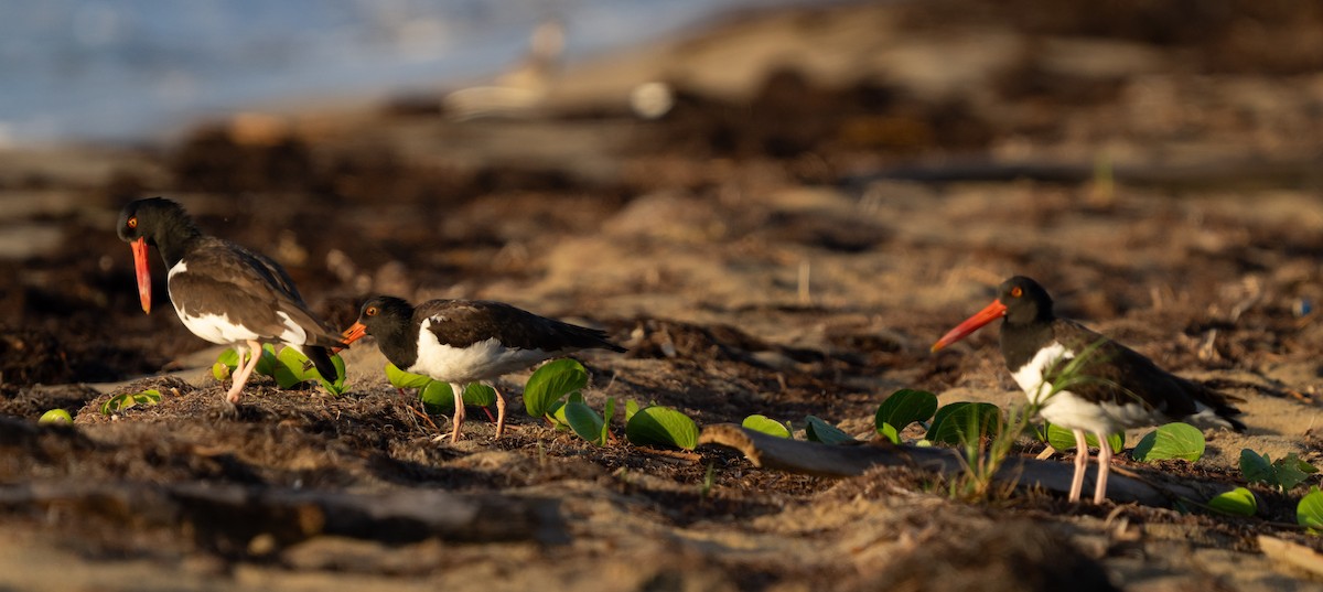 American Oystercatcher - ML638974726