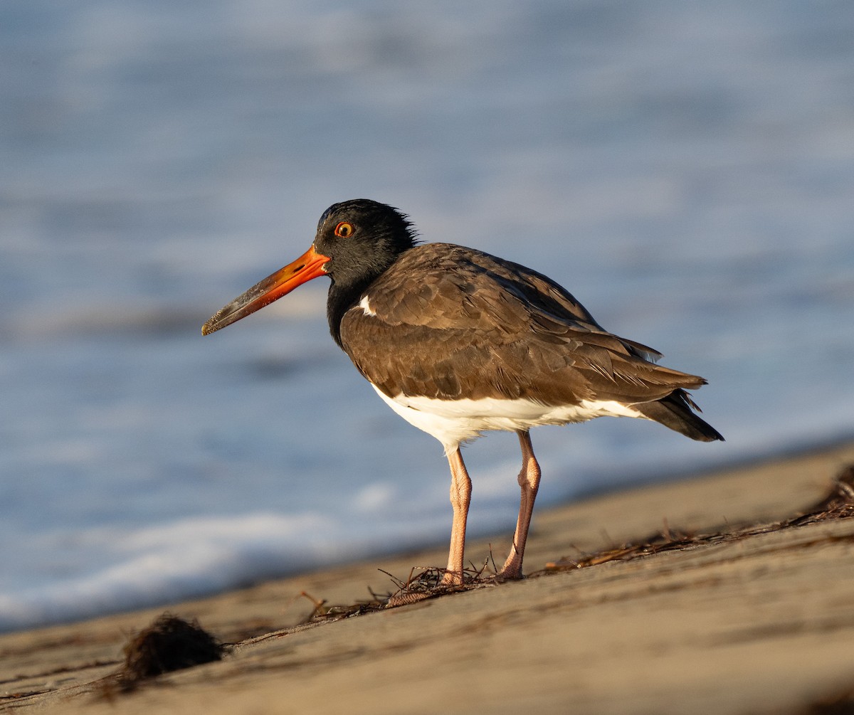 American Oystercatcher - ML638974727