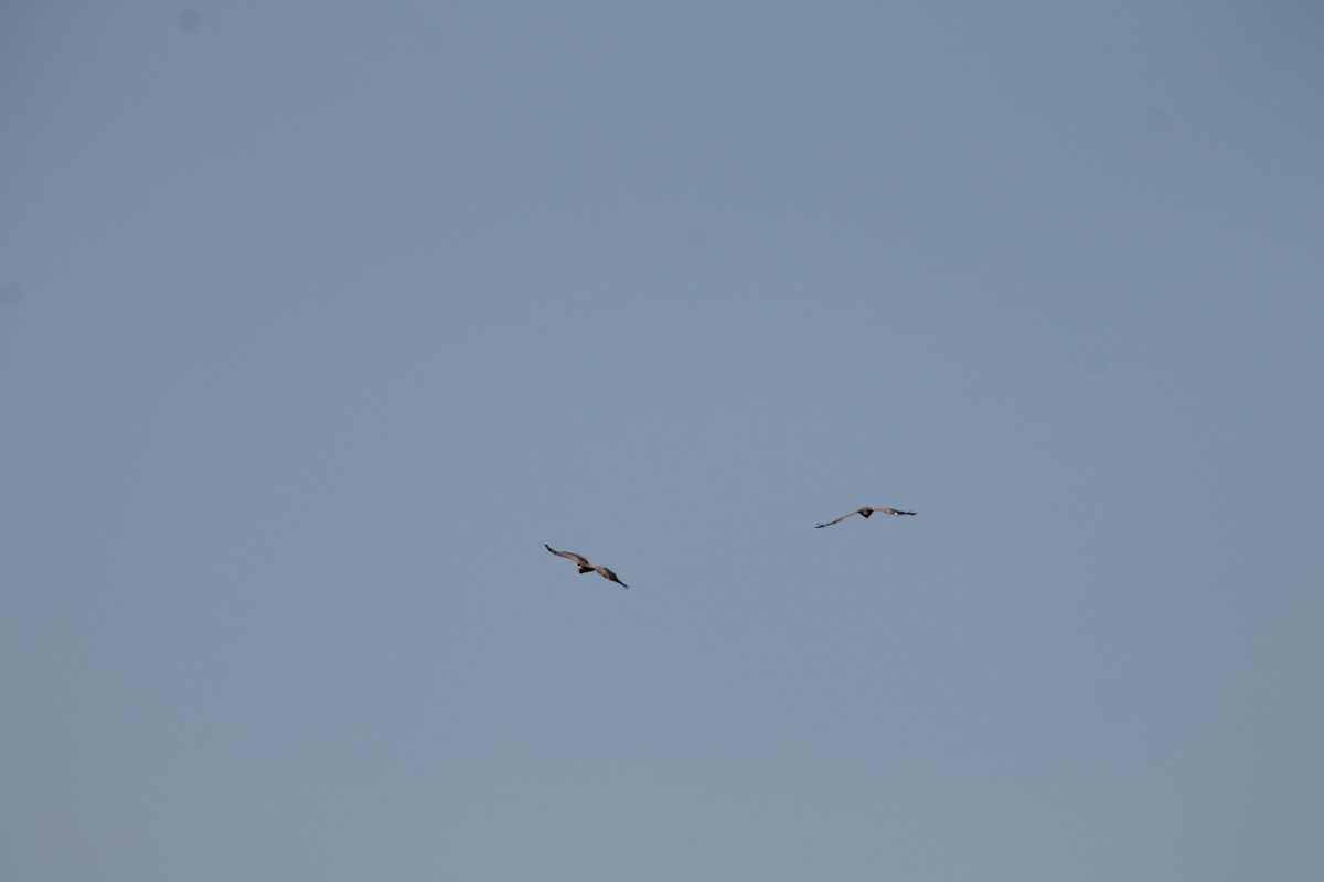 Eurasian Griffon - ML638974732