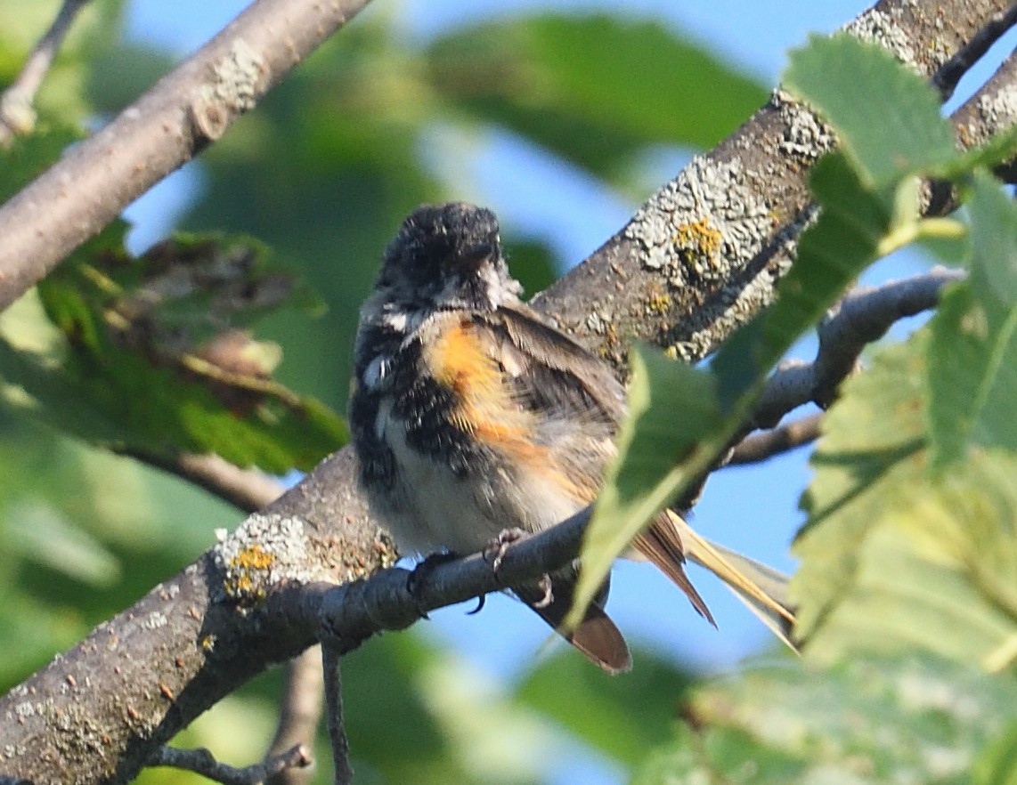 American Redstart - ML638974734
