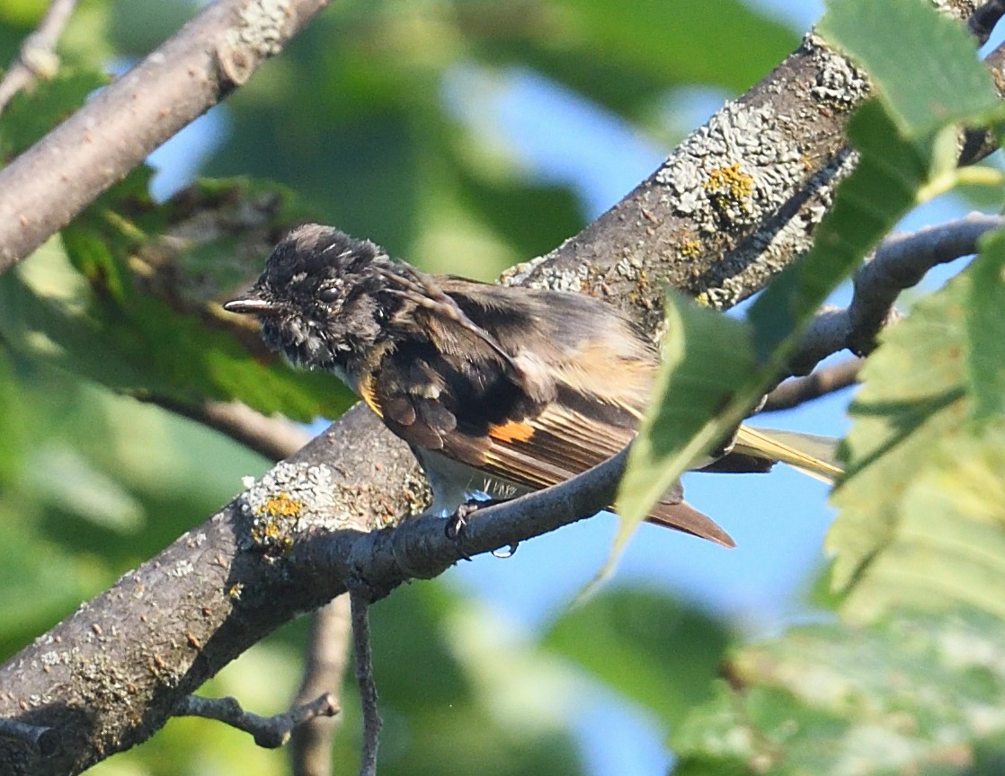 American Redstart - ML638974735