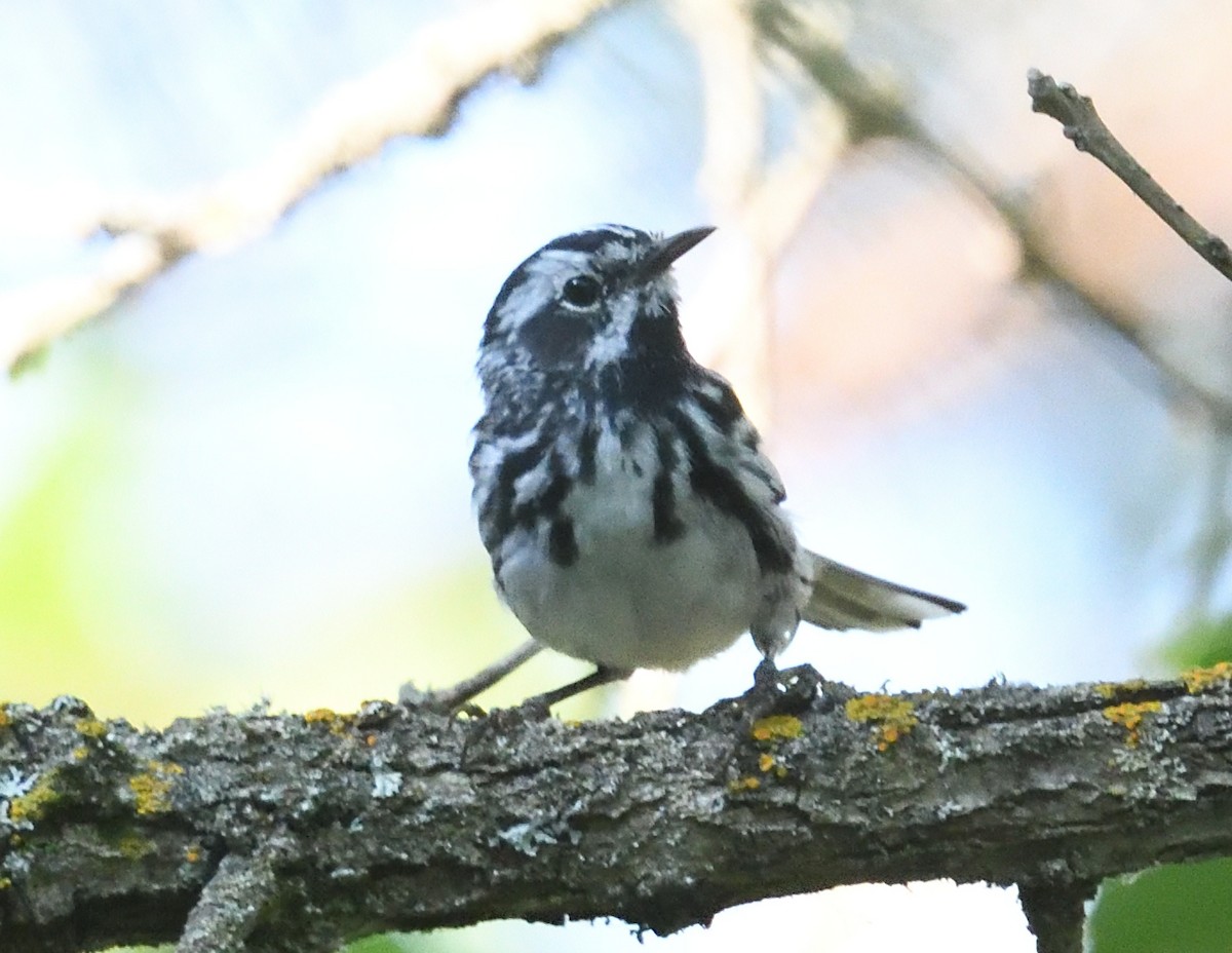 Black-and-white Warbler - ML638974741