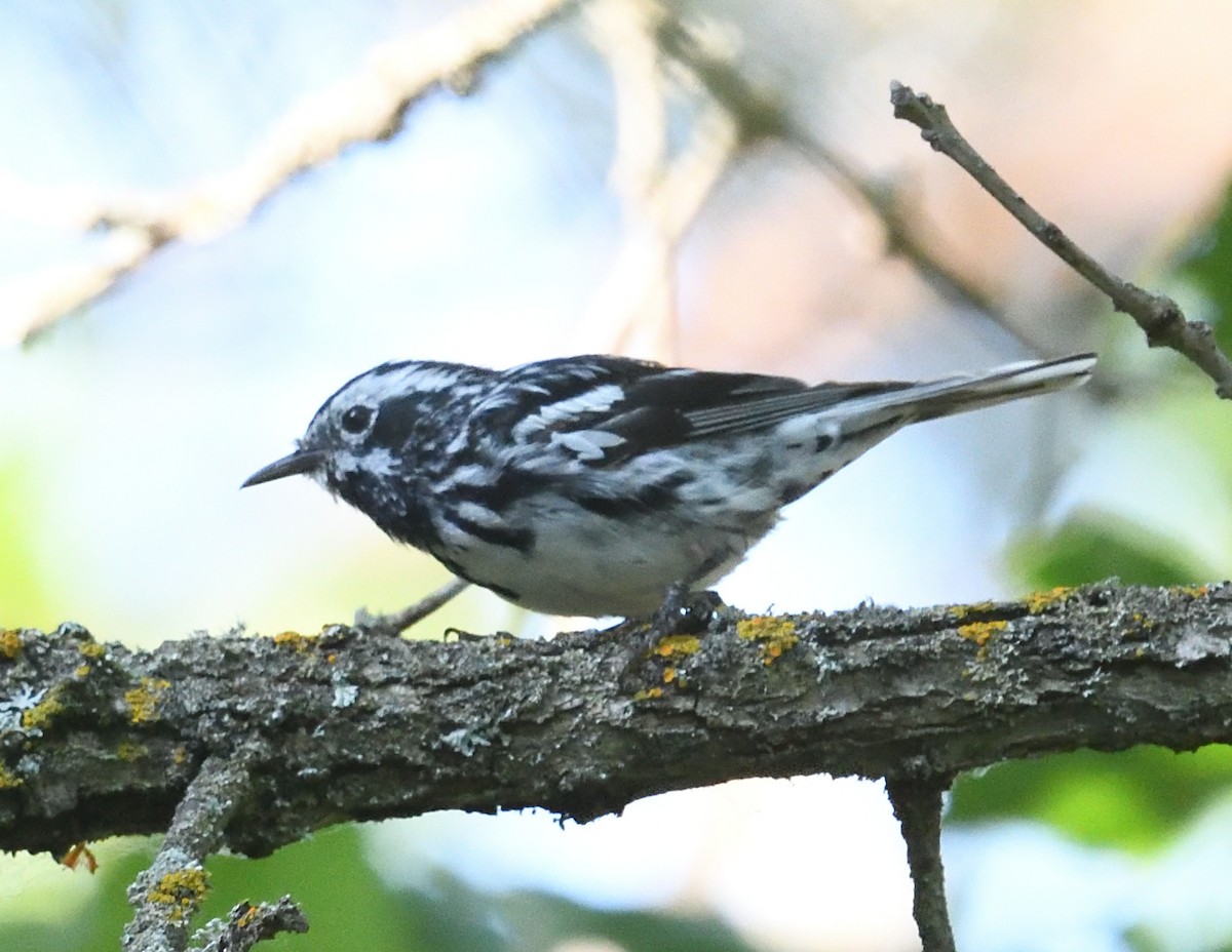 Black-and-white Warbler - ML638974743