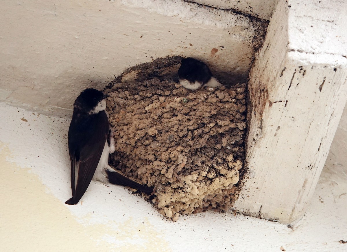 Western House-Martin - ML638974748