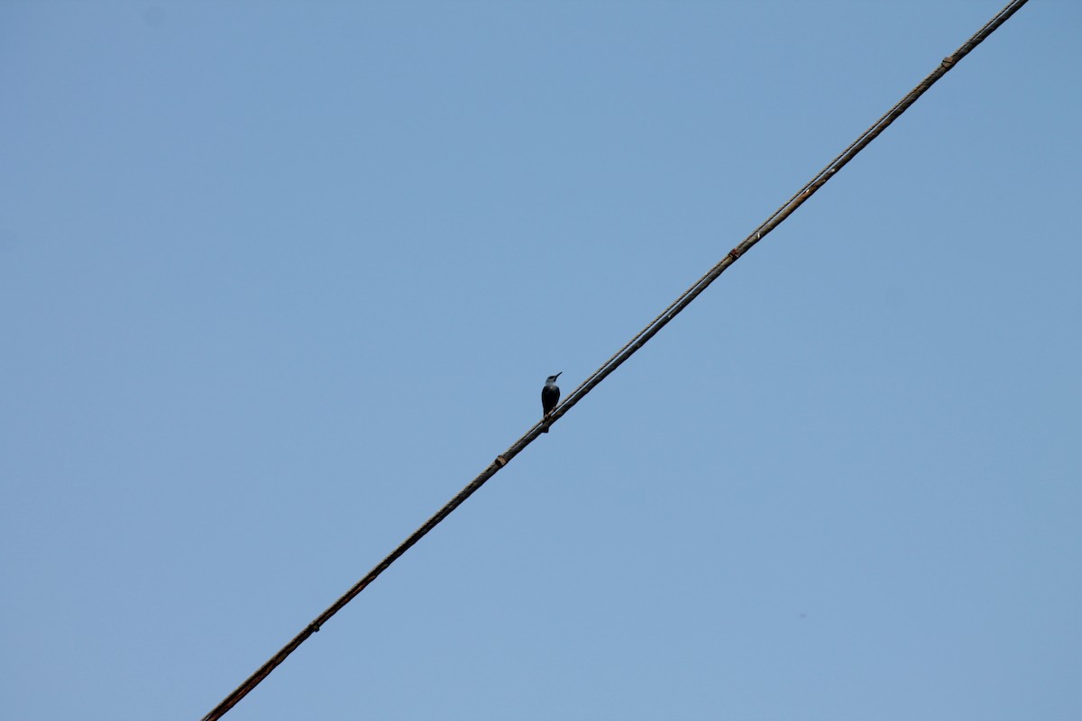 Blue Rock-Thrush - ML638974750