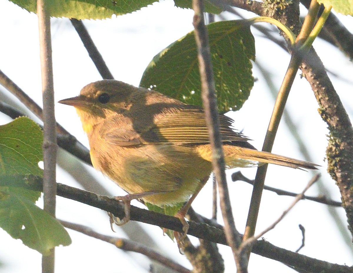 Common Yellowthroat - ML638974754