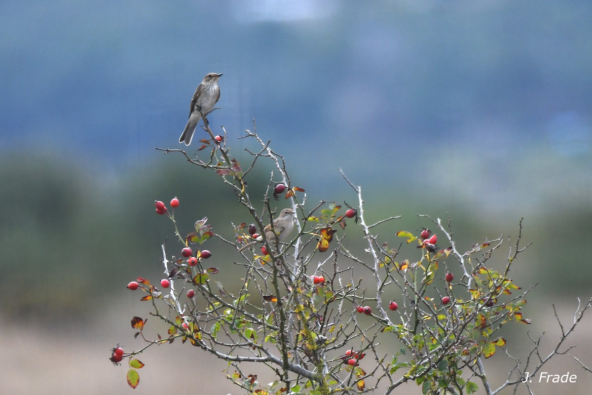 Spotted Flycatcher - ML638974757