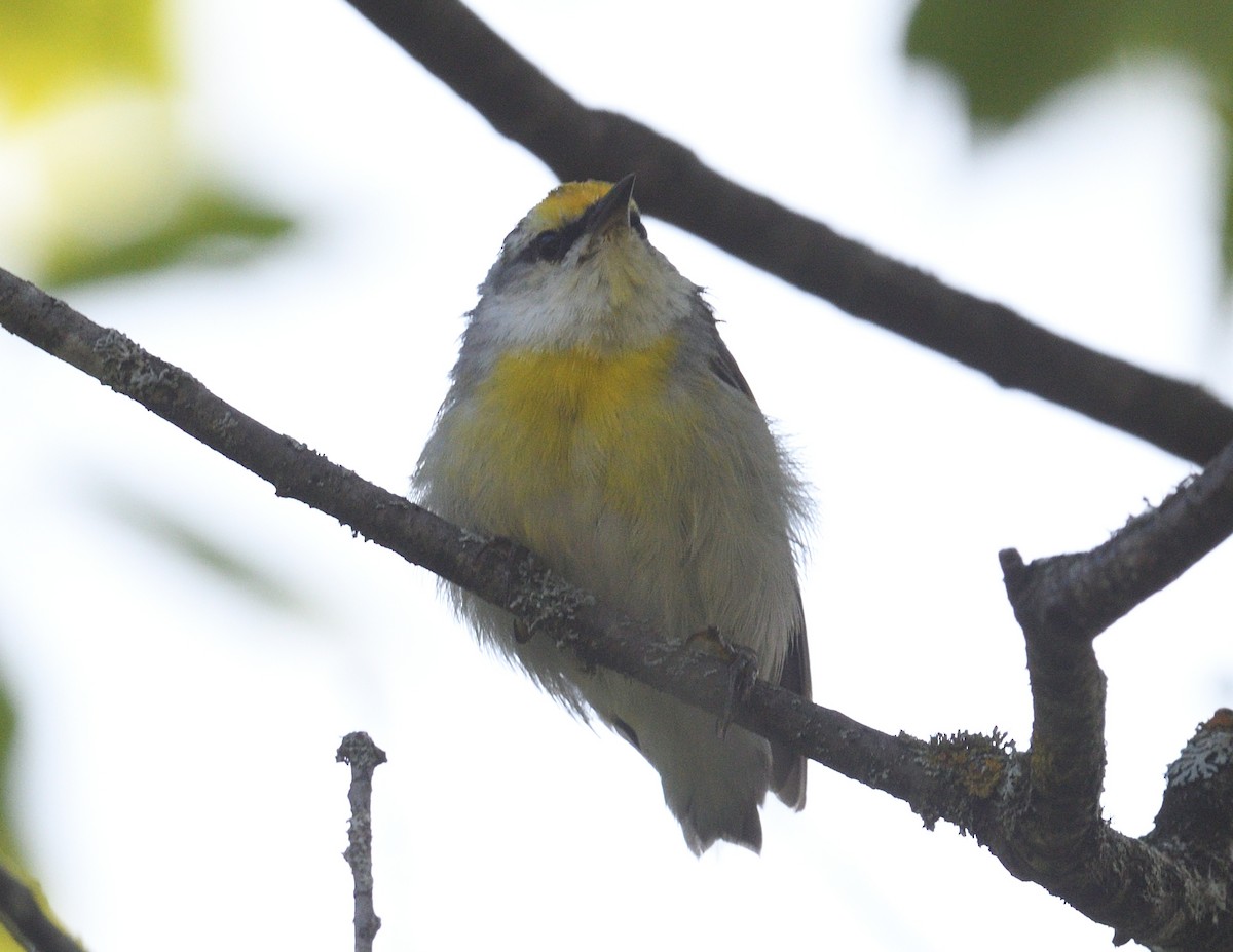 Golden-winged Warbler - ML638974762