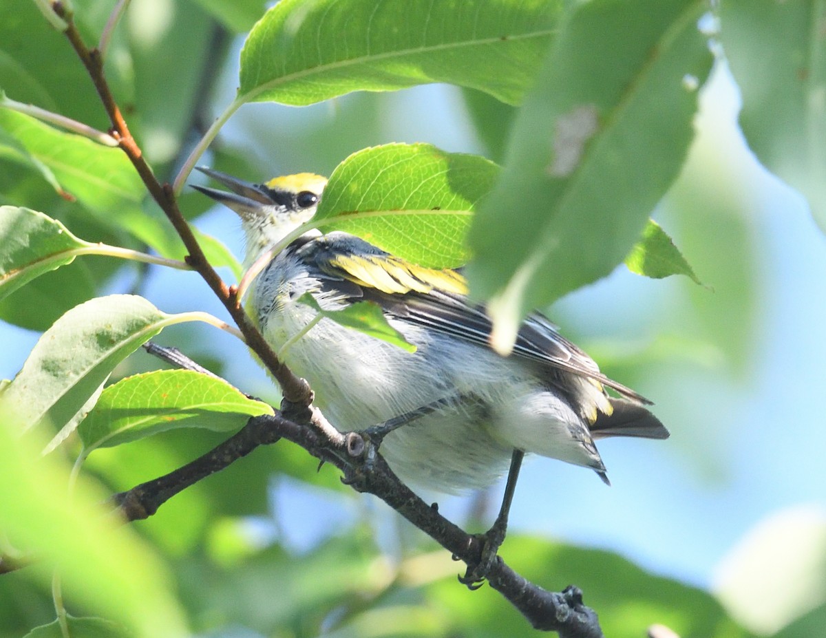 Golden-winged Warbler - ML638974766