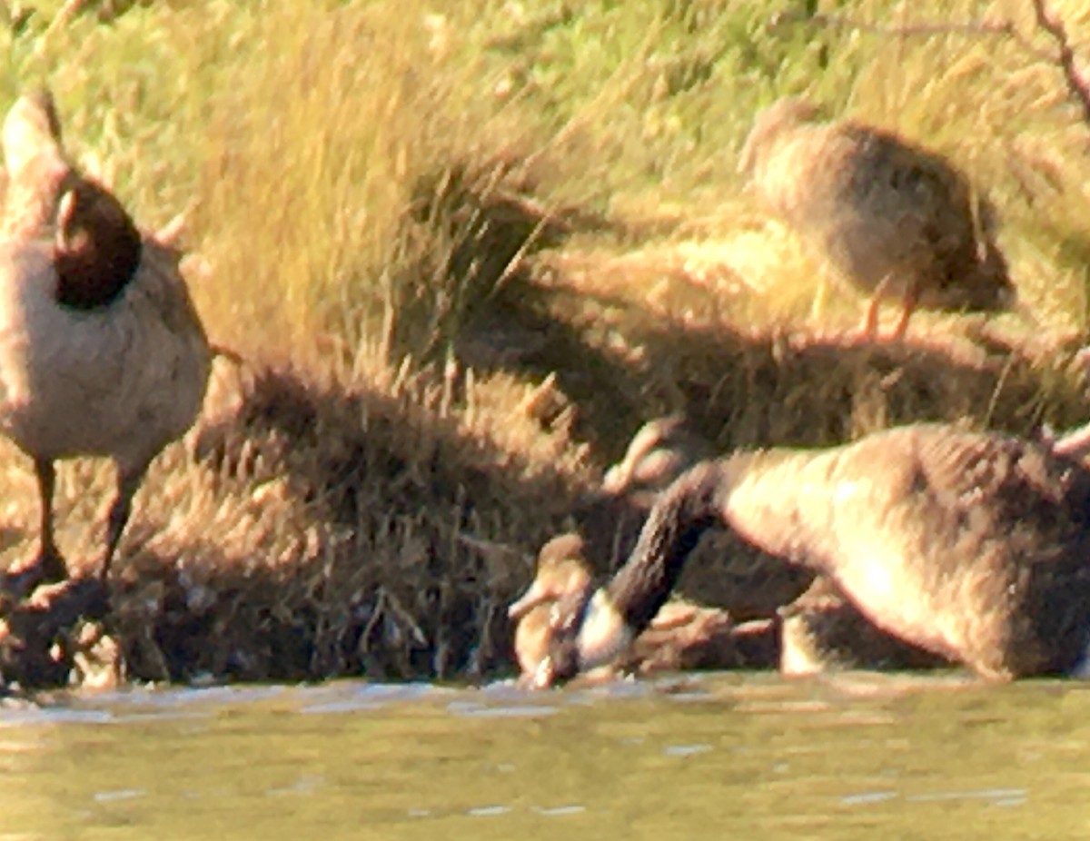 Lesser Scaup - ML638974768