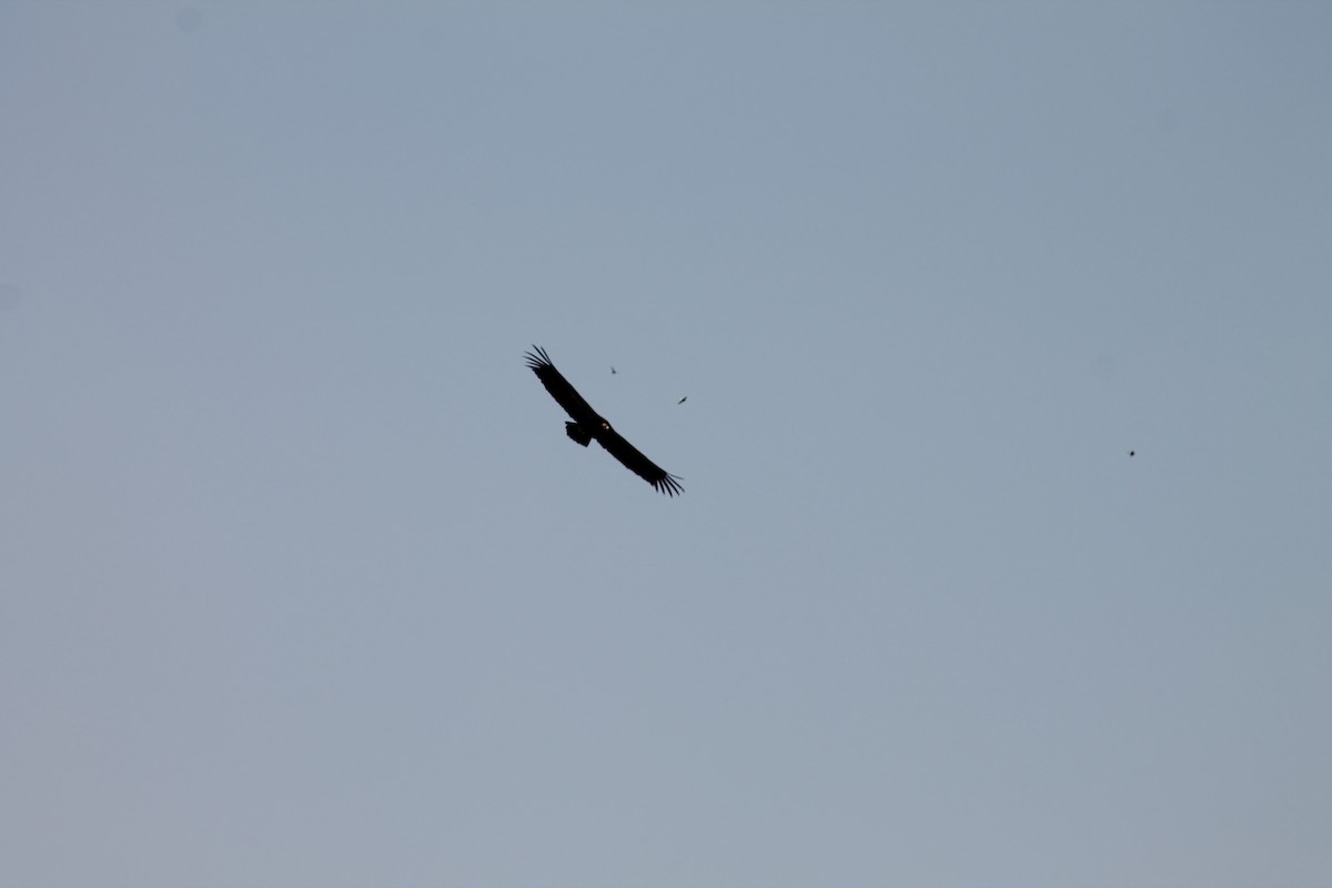Cinereous Vulture - ML638974772