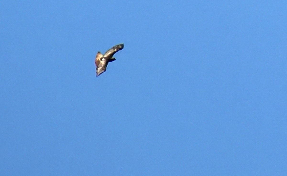 Red-tailed Hawk - ML638974773