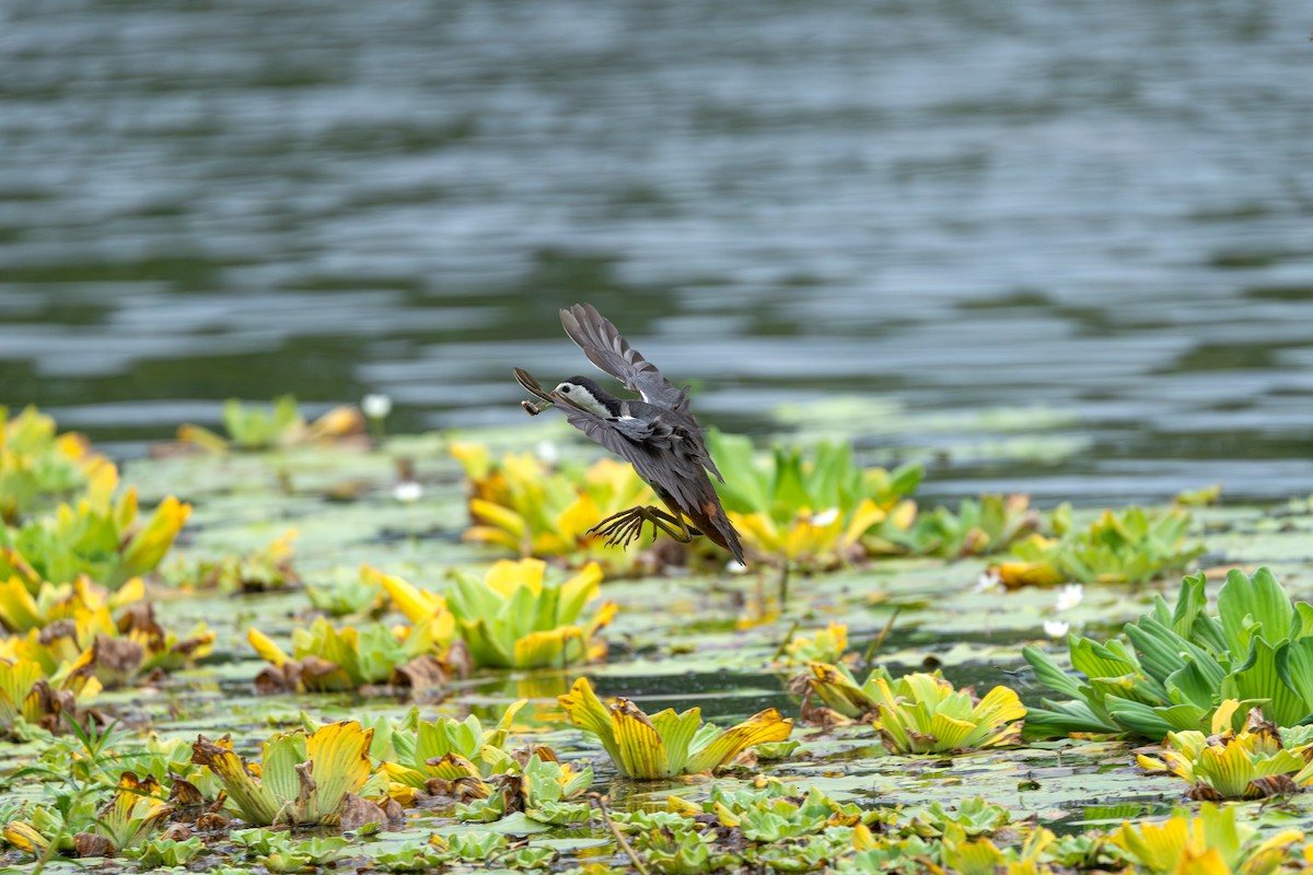 White-breasted Waterhen - ML638974775