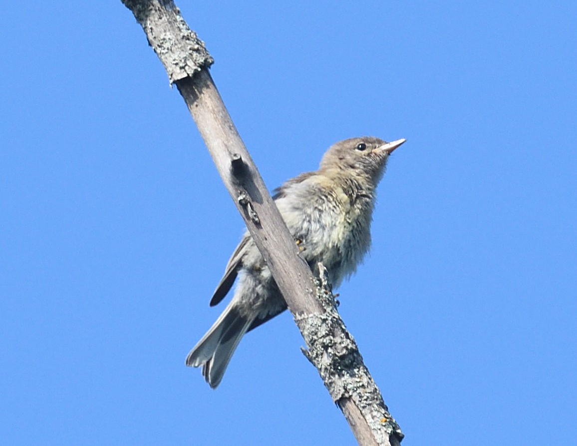 Pine Warbler - ML638974781