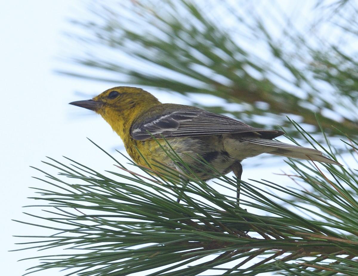 Pine Warbler - ML638974785
