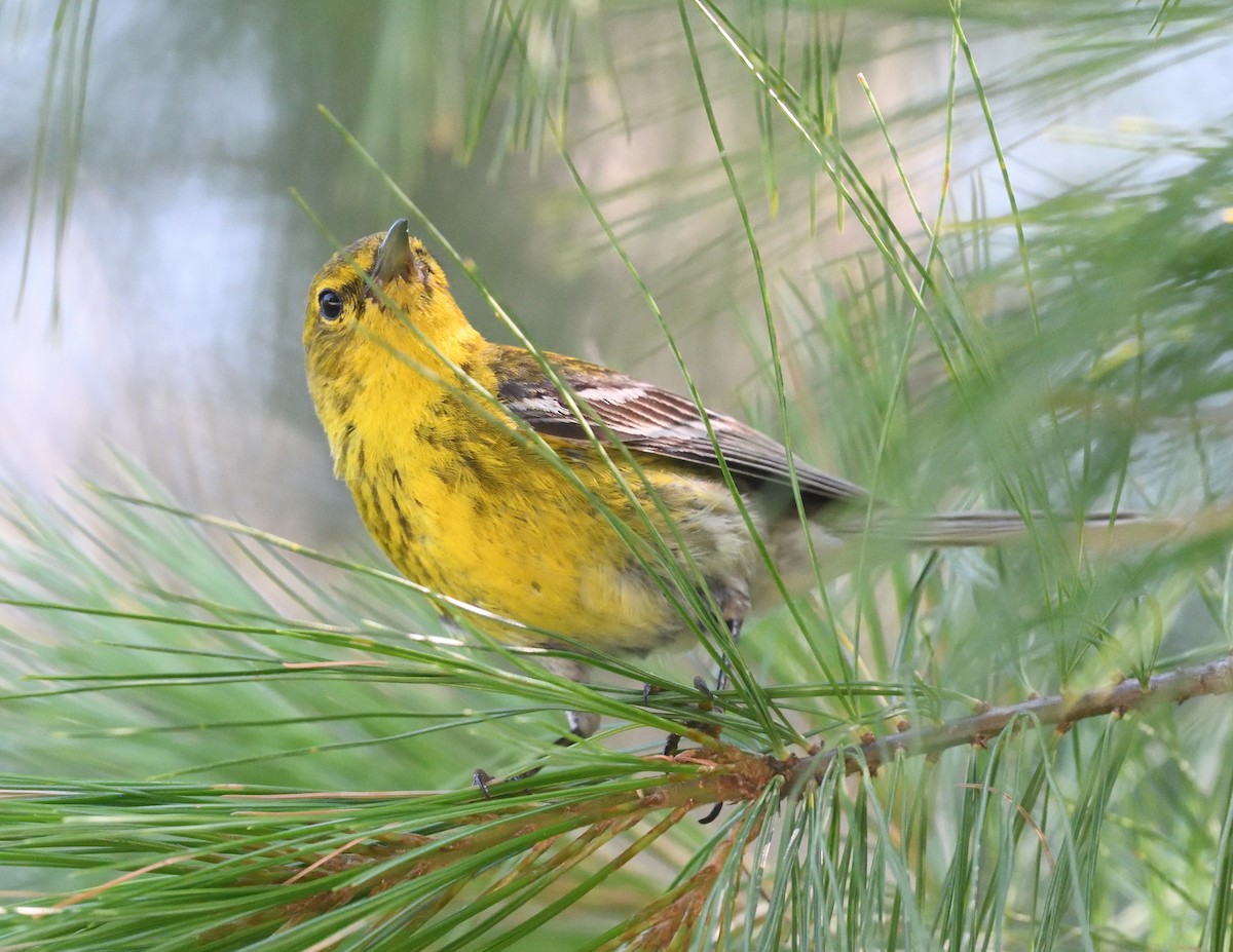 Pine Warbler - ML638974786