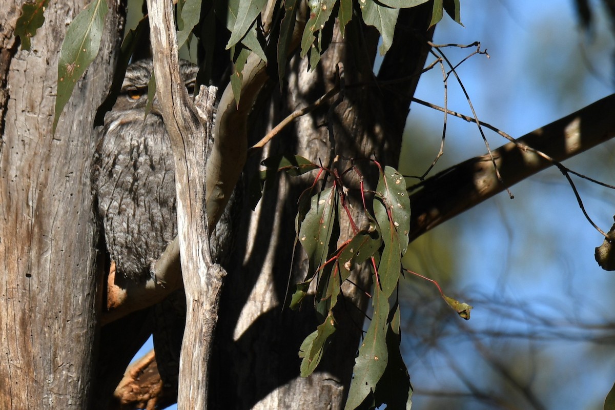 Tawny Frogmouth - ML638974789