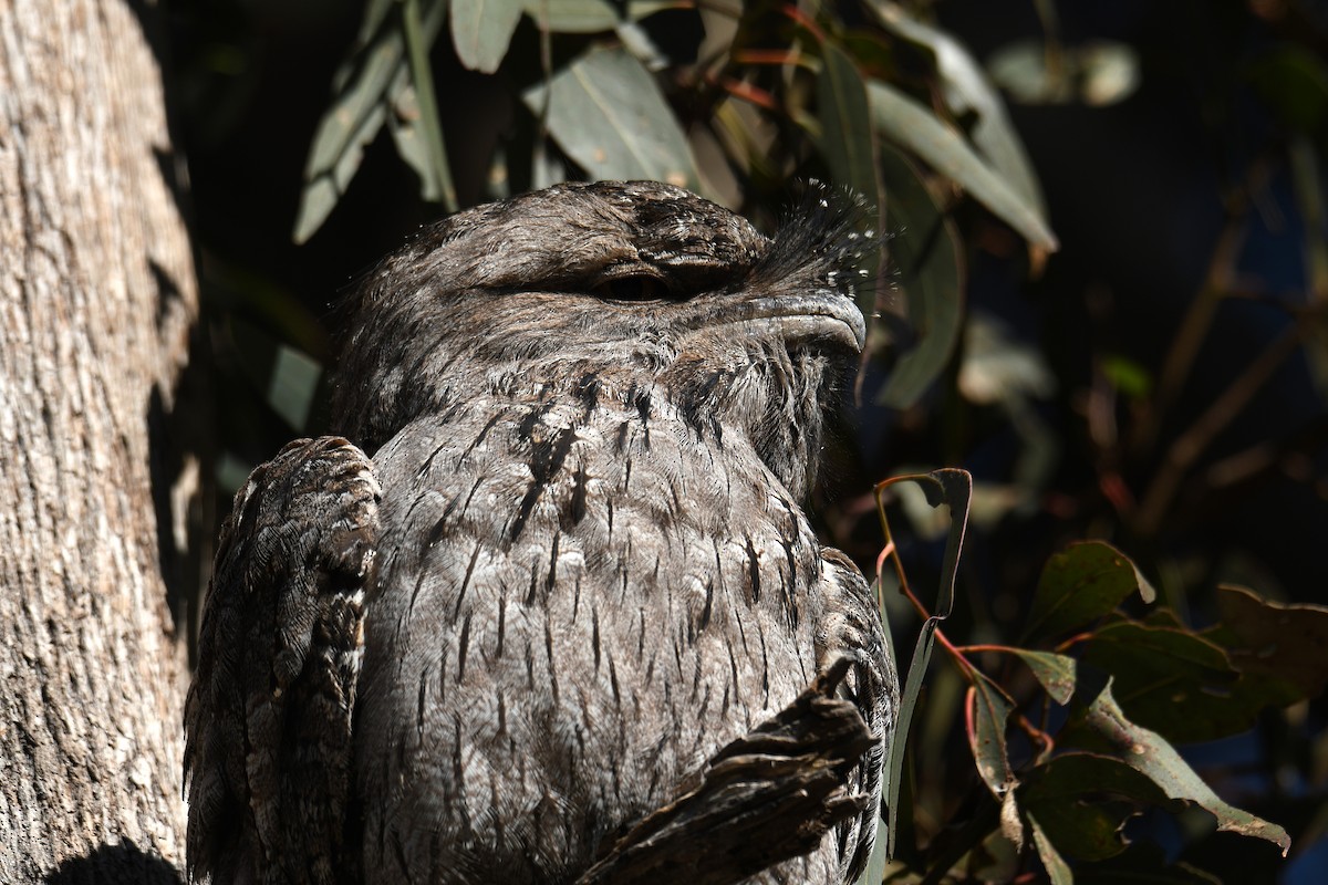 Tawny Frogmouth - ML638974791