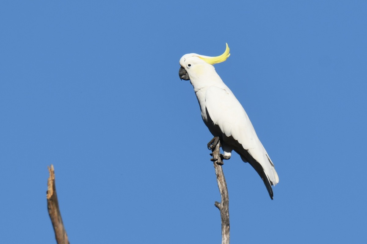Sulphur-crested Cockatoo - ML638974794