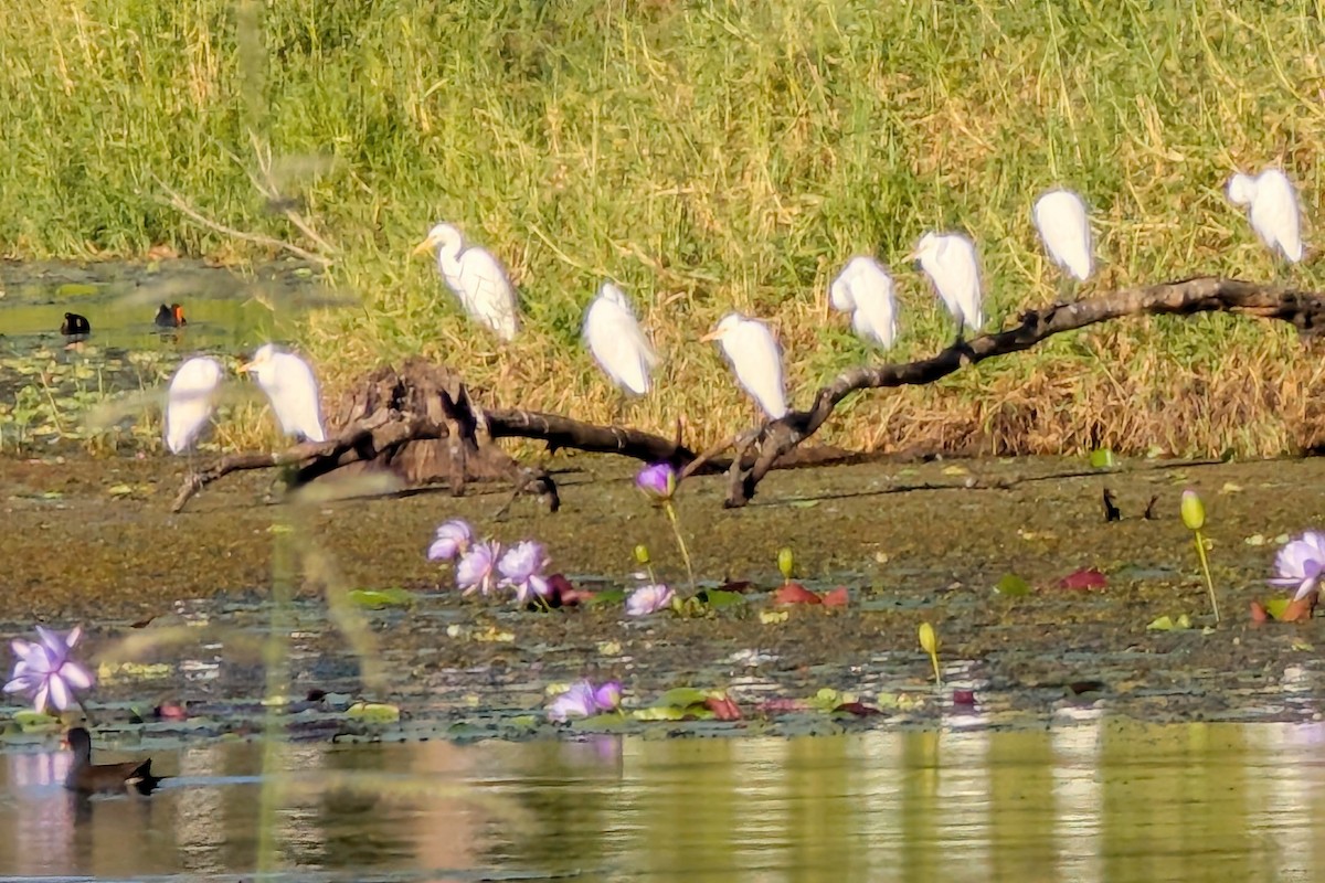 Eastern Cattle-Egret - ML638974799