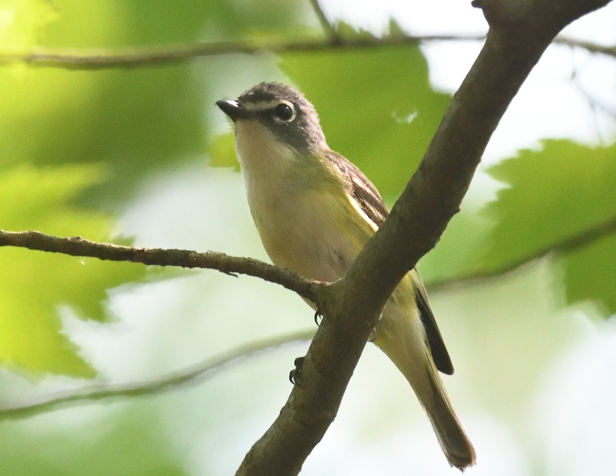 Blue-headed Vireo - ML638974805