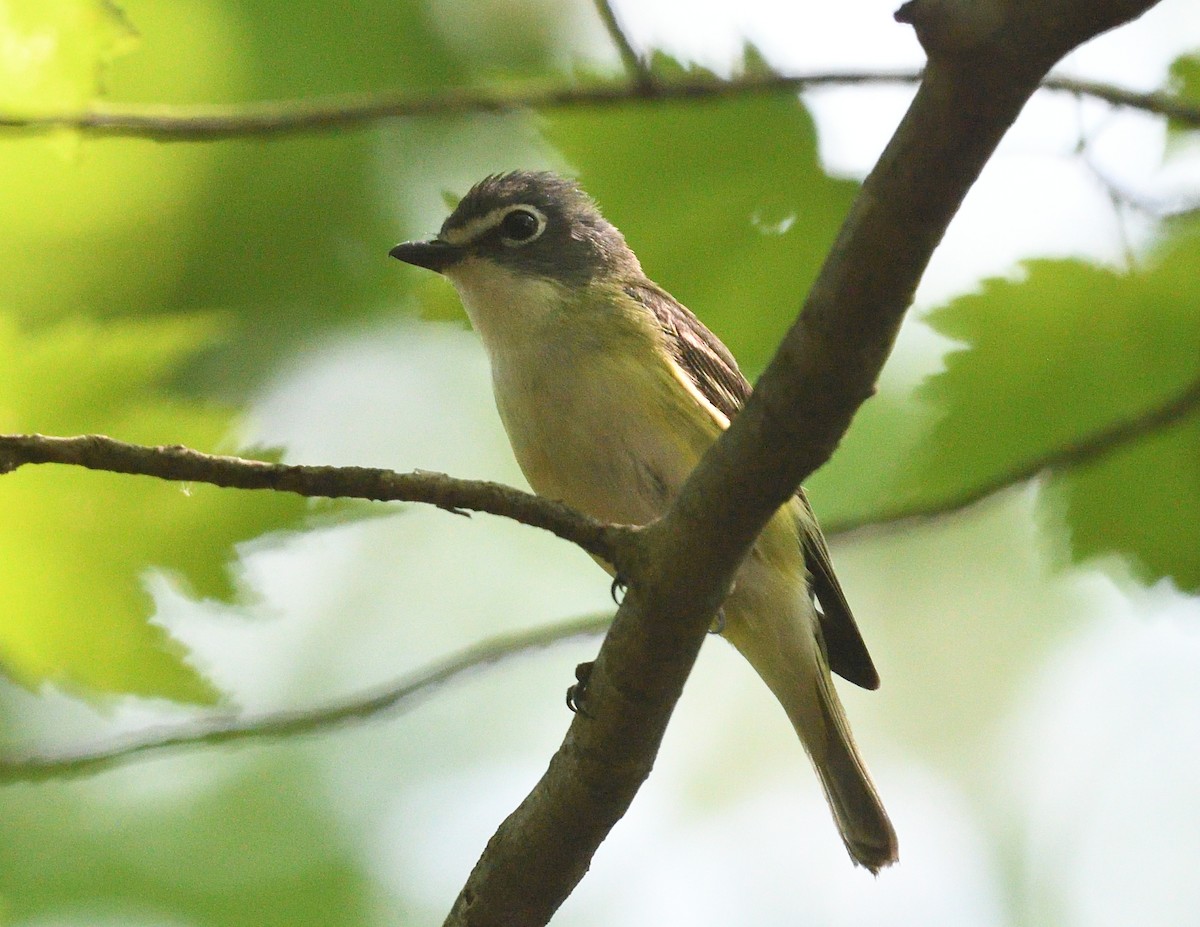 Blue-headed Vireo - ML638974806
