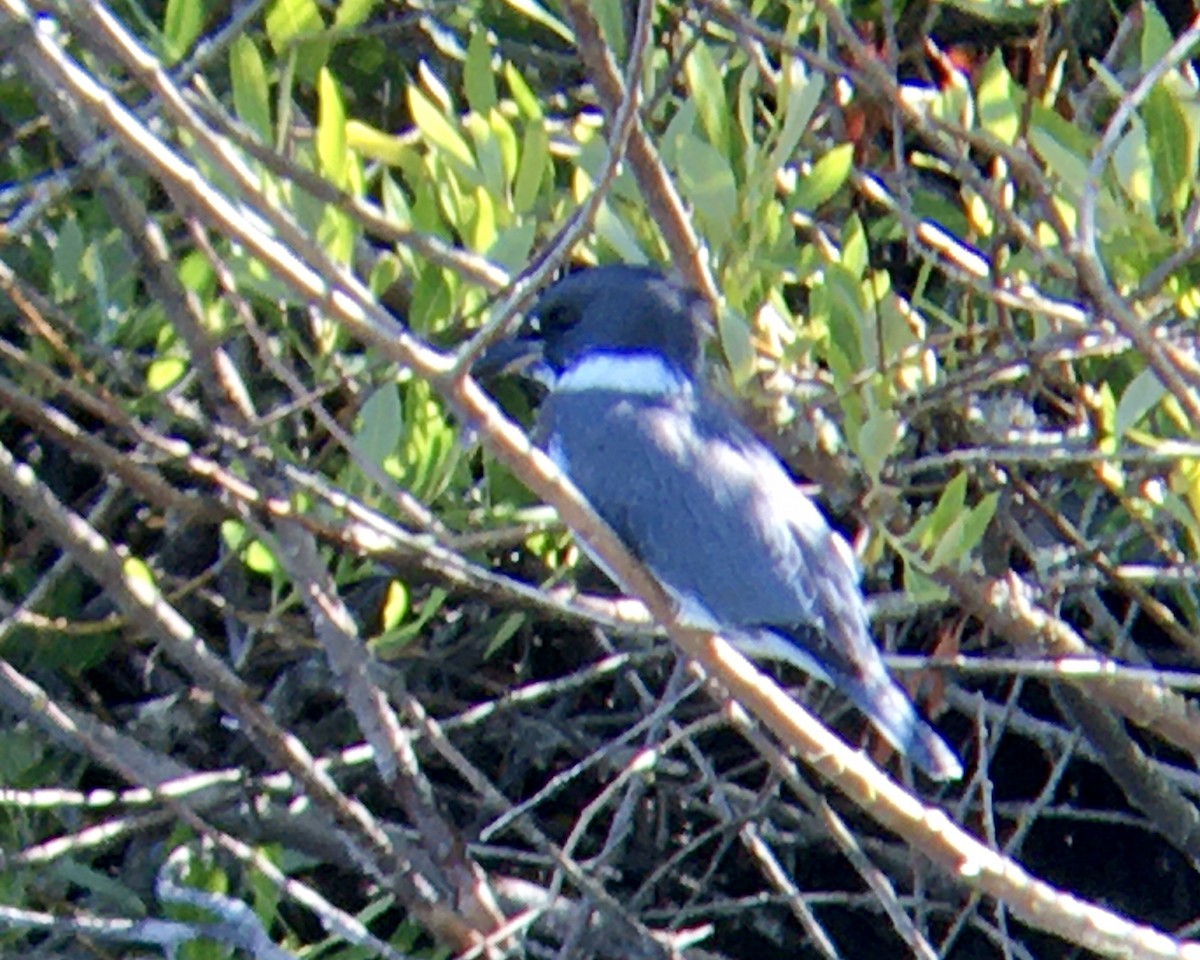 Belted Kingfisher - ML638974852