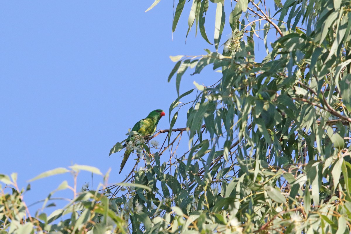Scaly-breasted Lorikeet - ML638974855